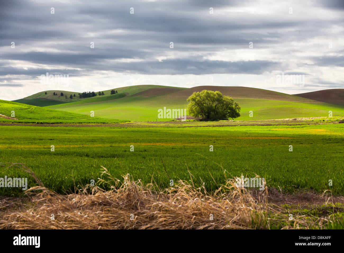 rolling hill and Farm Land, green wheat fields Stock Photo - Alamy