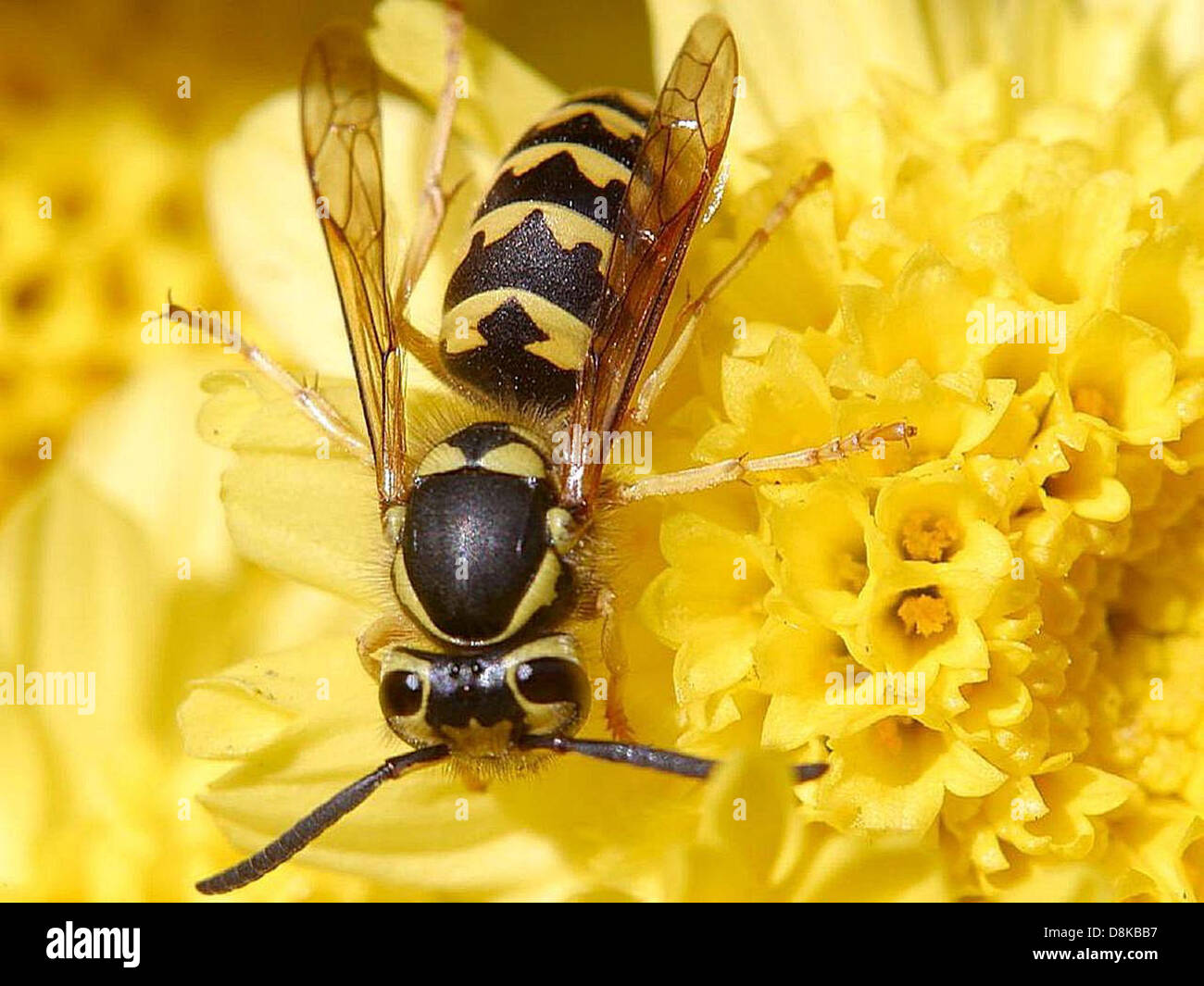 Wasp Riding Another Insect Wasps and other flying insects hi-res stock photography and images - Alamy