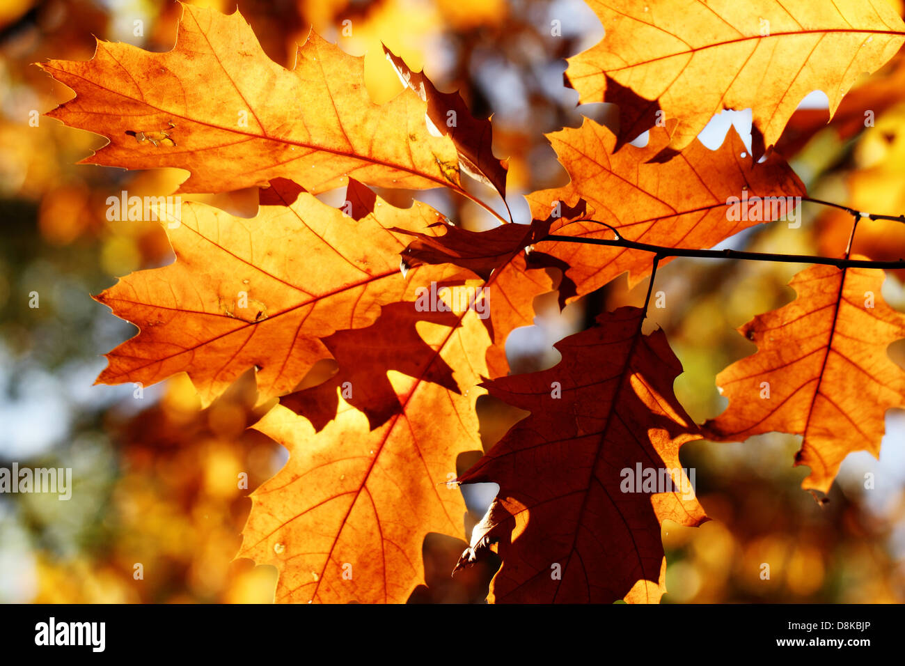 Autumn maple leaves background Stock Photo - Alamy