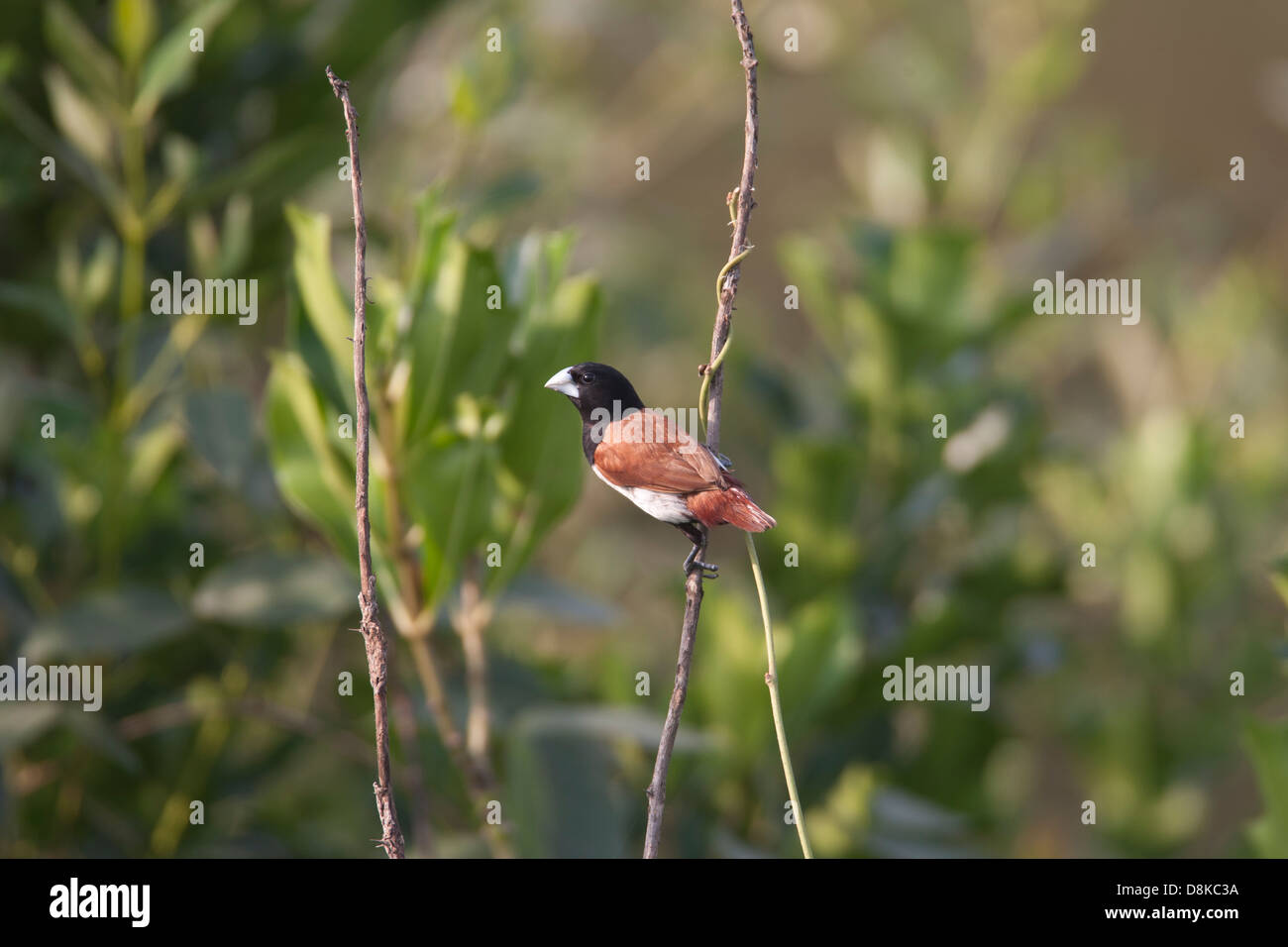Black headed Munia also called the tri colored Munia at the mangroves of Airoli sunning itself in the morning sun . Stock Photo