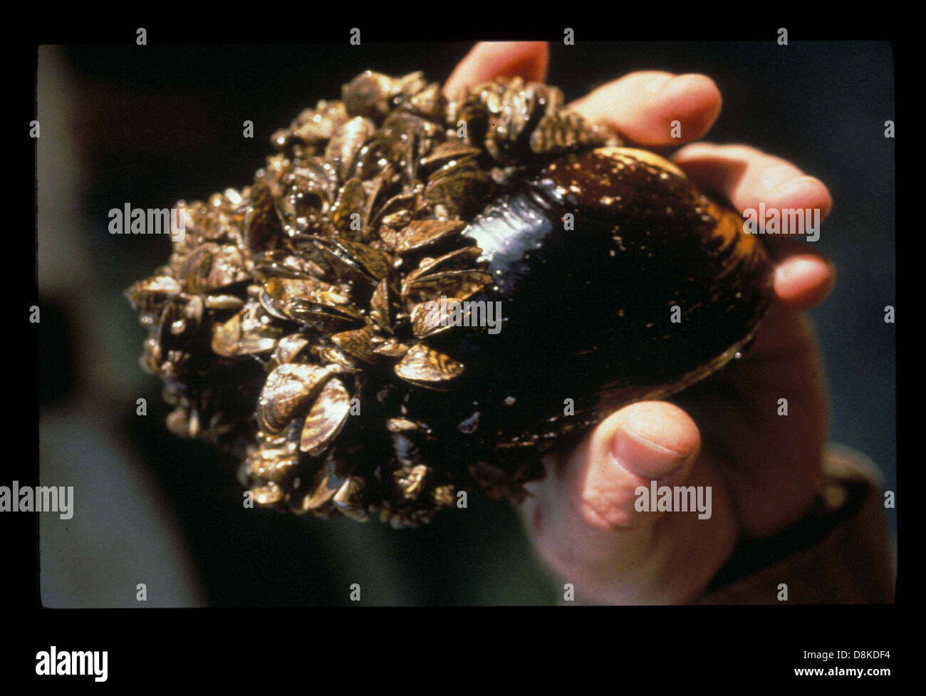 Zebra mussels dreissena polymorpha on native mussel. Stock Photo