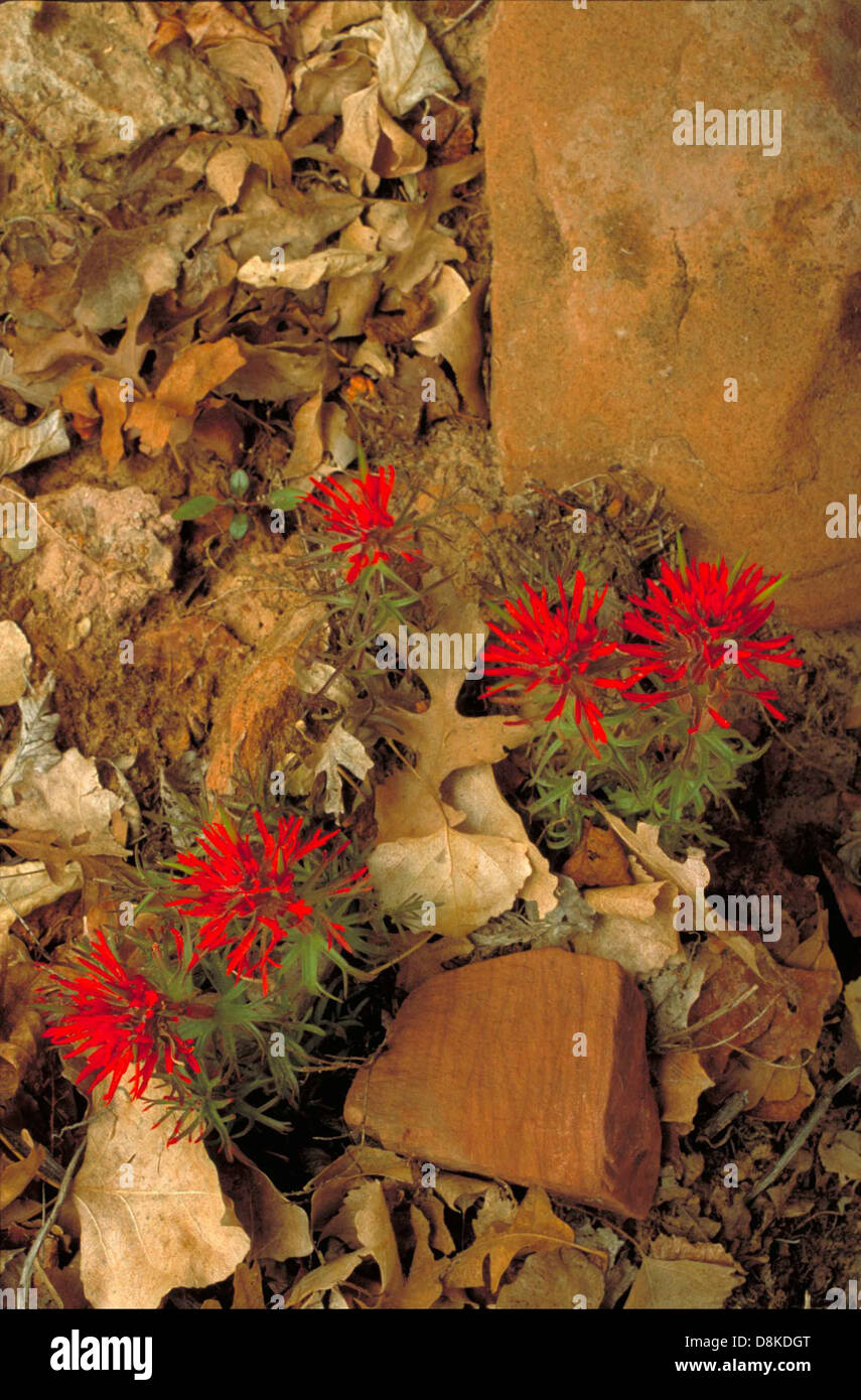 Zion paintbrush plant castilleja scabrida with red leafed flowers among rocks and leaves. Stock Photo