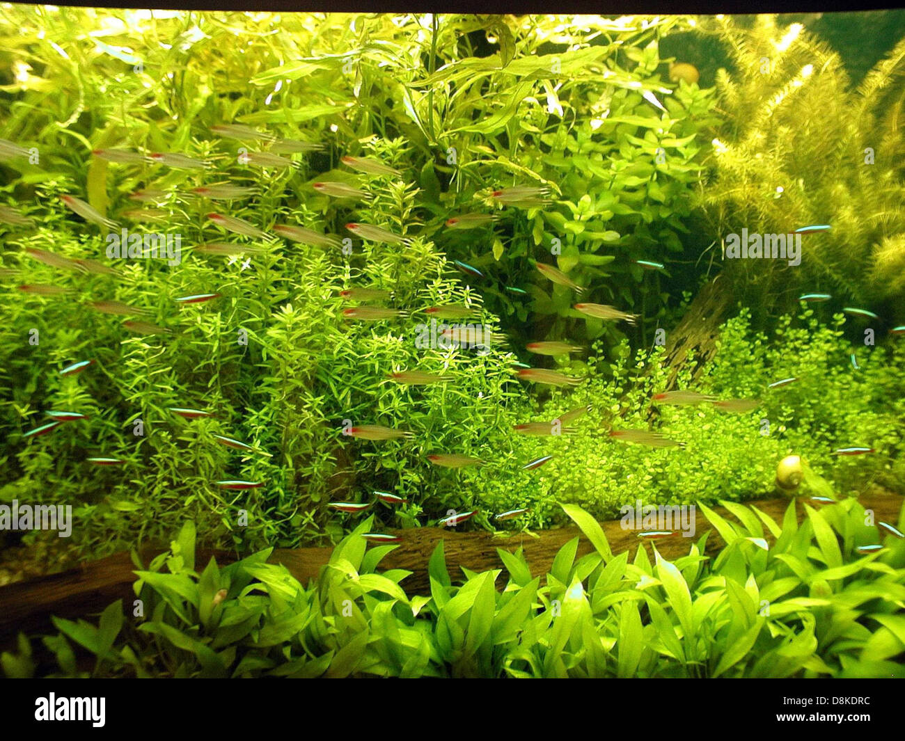 Aquarium fish in green aqua plants Stock Photo - Alamy