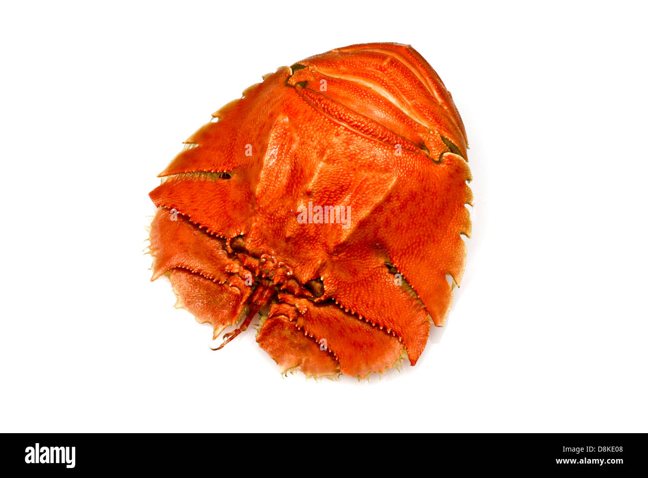 Balmain bug hi-res stock photography and images - Alamy