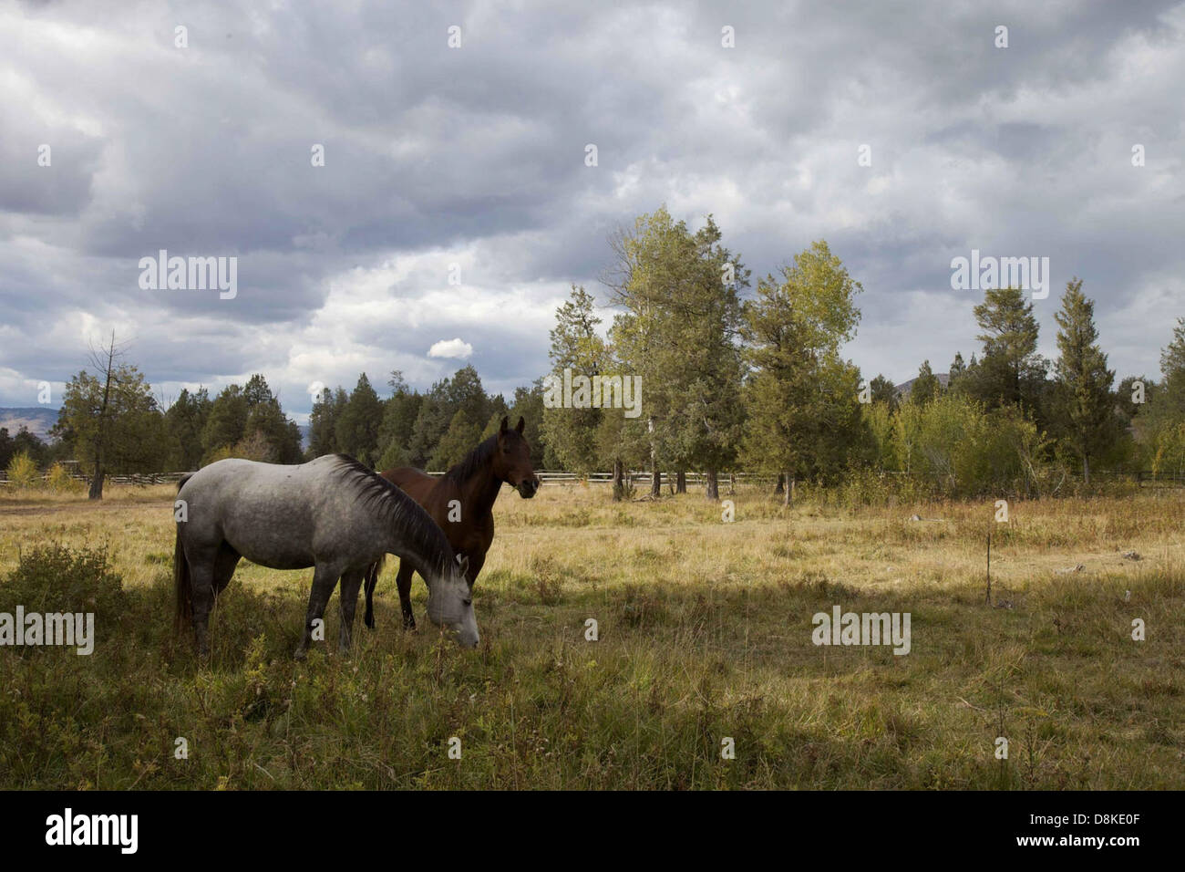 Two horses, one white and one brown, grazing peacefully in a field. The ...