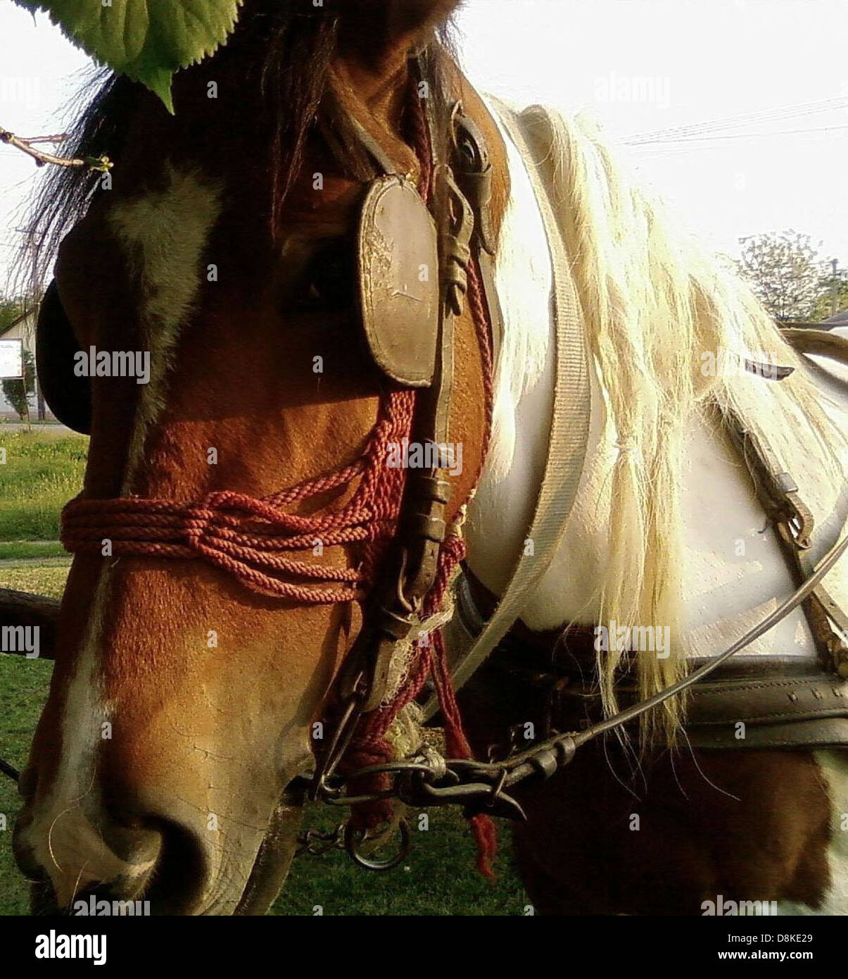 Beautiful horse head profile Stock Photo Alamy
