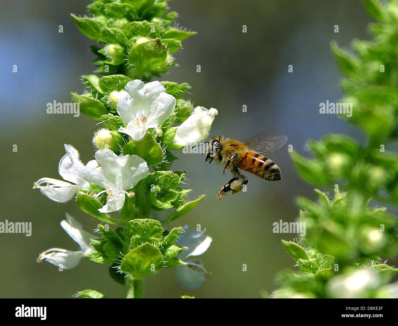 Bees fying flight wings Stock Photo Alamy