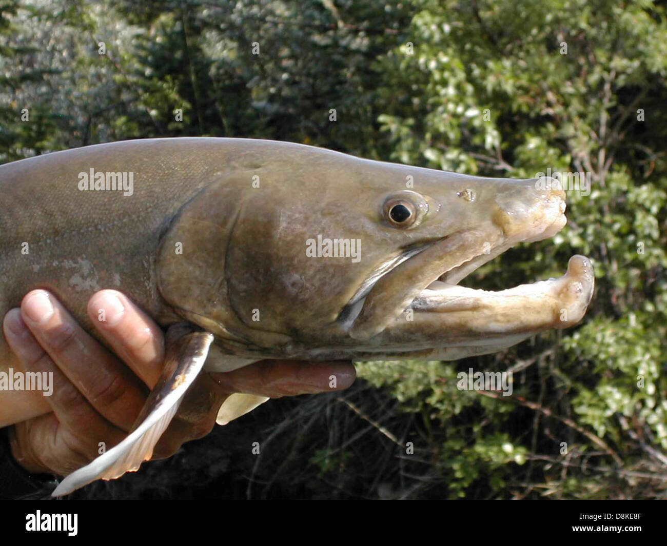 Big bull trout fish salvelinus confluentus. Stock Photo
