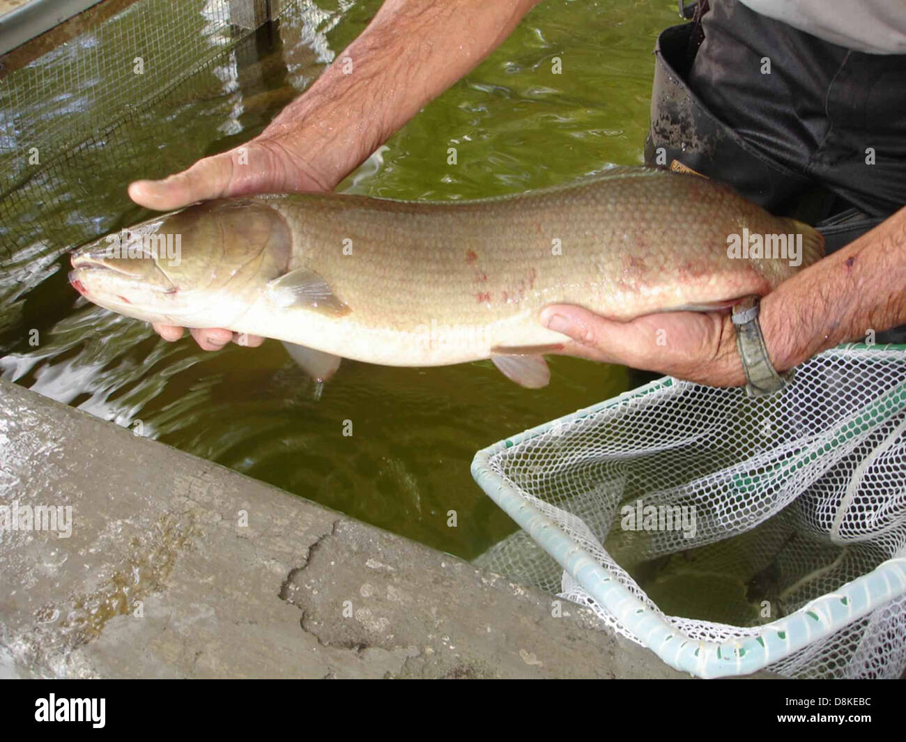 Bowfin dogfish lawyer grinner fish amica calva. Stock Photo