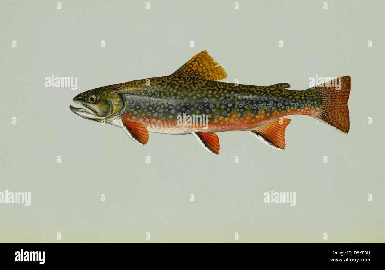 A brook trout, a species of freshwater fish, swims in clear water. The ...
