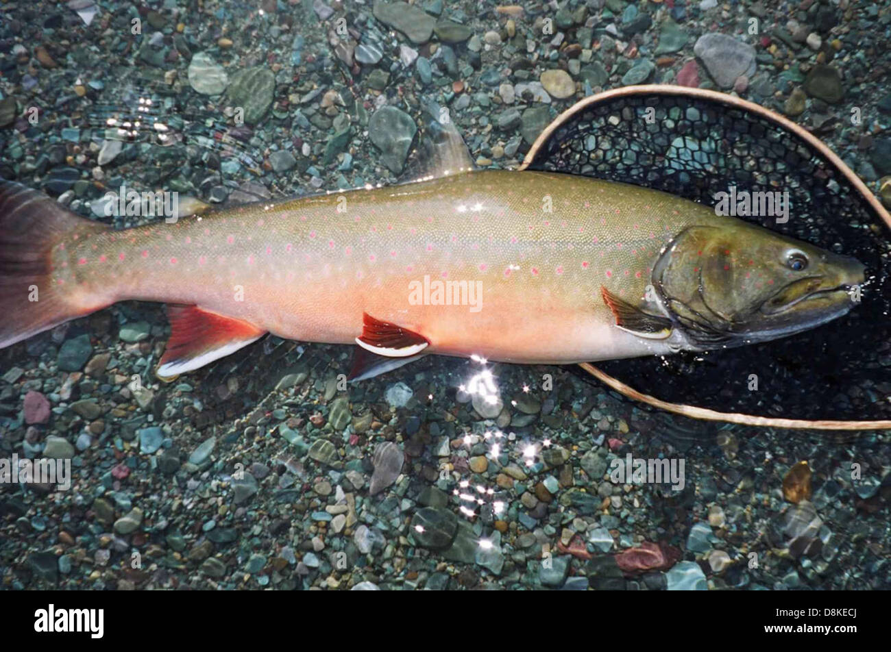 Bull trout fish on rocks by water salvelinus confluentus. Stock Photo