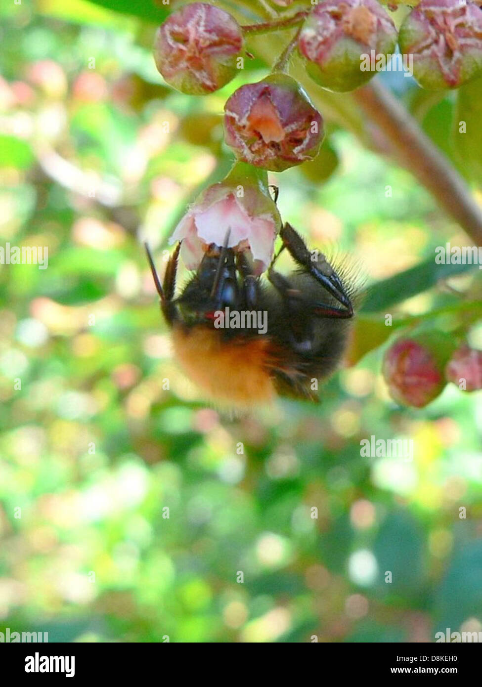 Image shows detailed process hi-res stock photography and images - Alamy