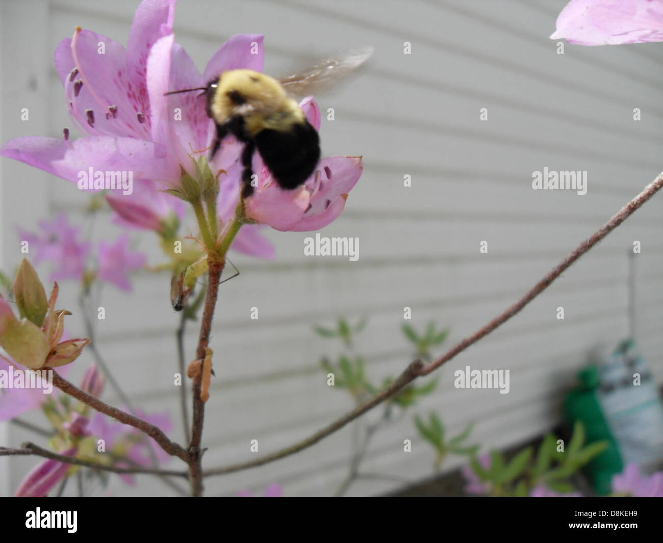 A bumble bee is seen collecting nectar from a vibrant azalea bush. The ...