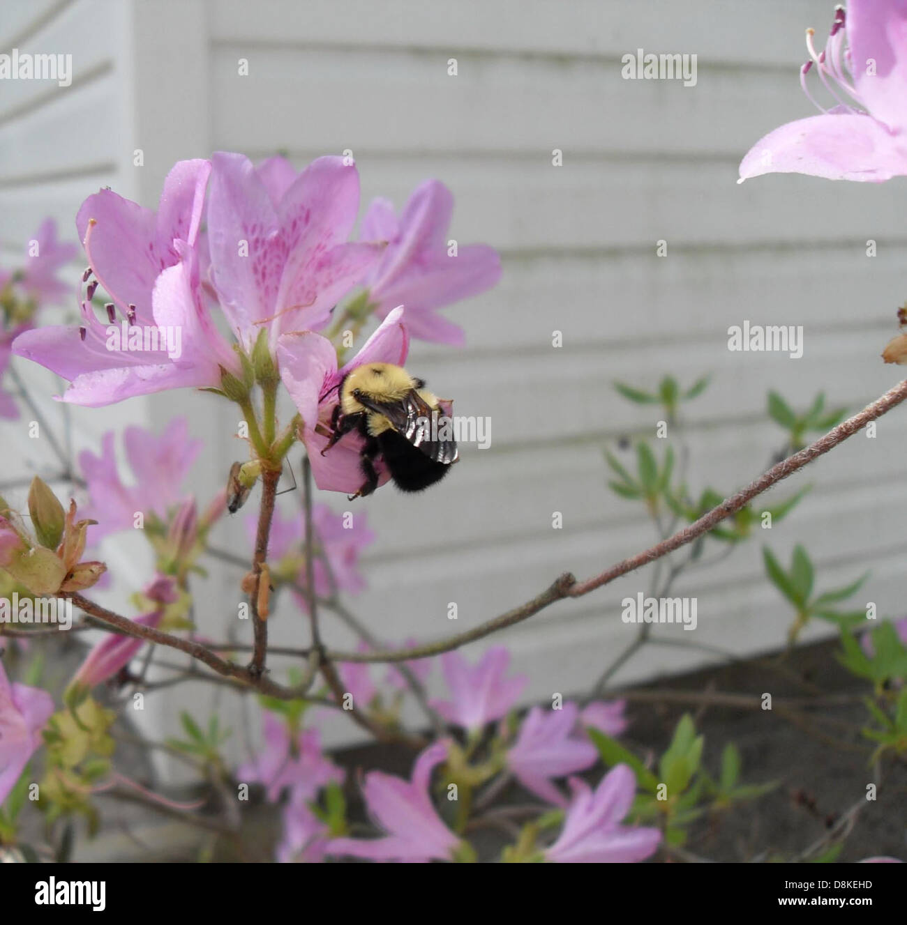 A bumblebee collecting nectar from vibrant azalea flowers, illustrating ...