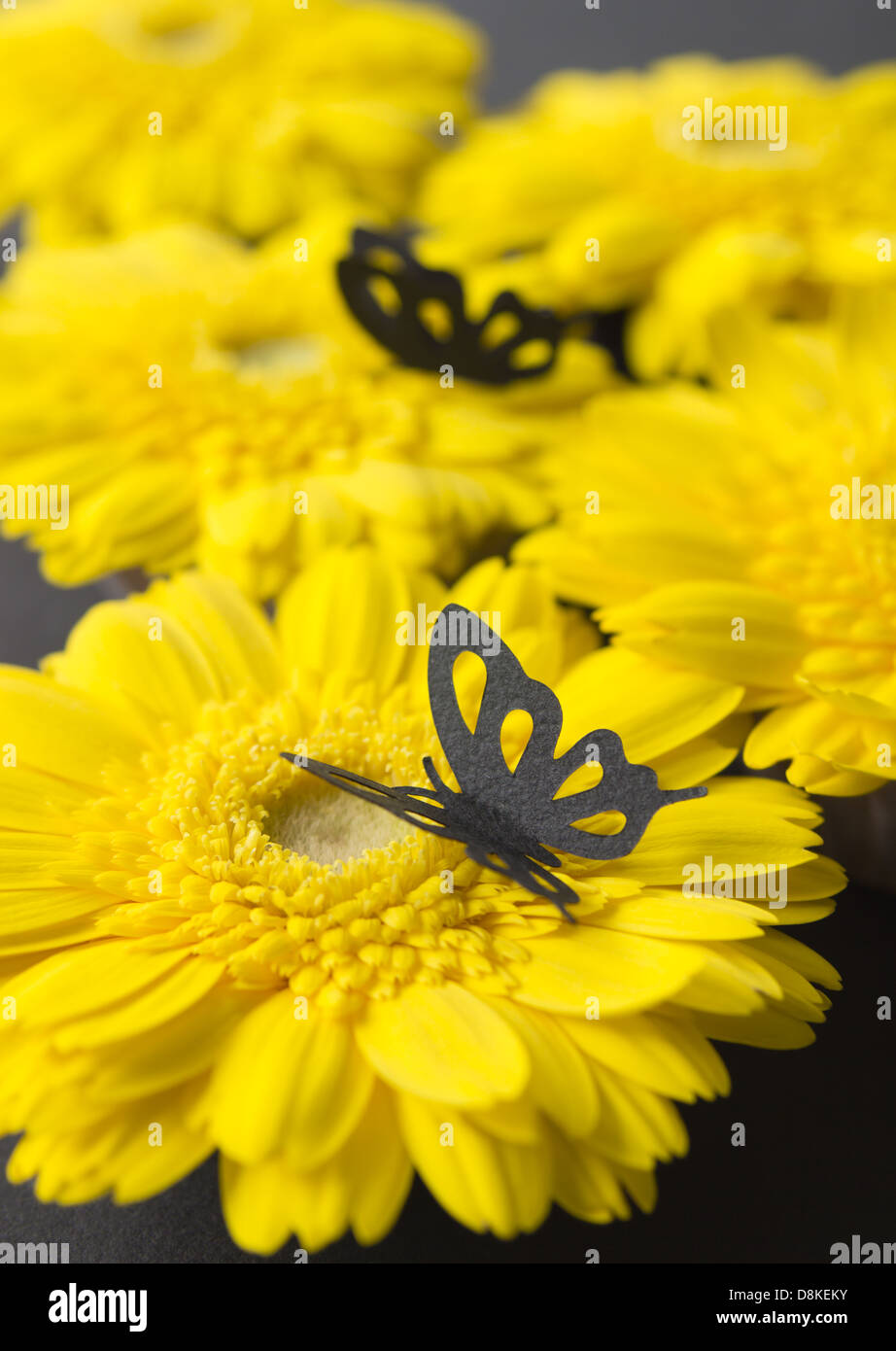 Black butterflies on gerberas Stock Photo