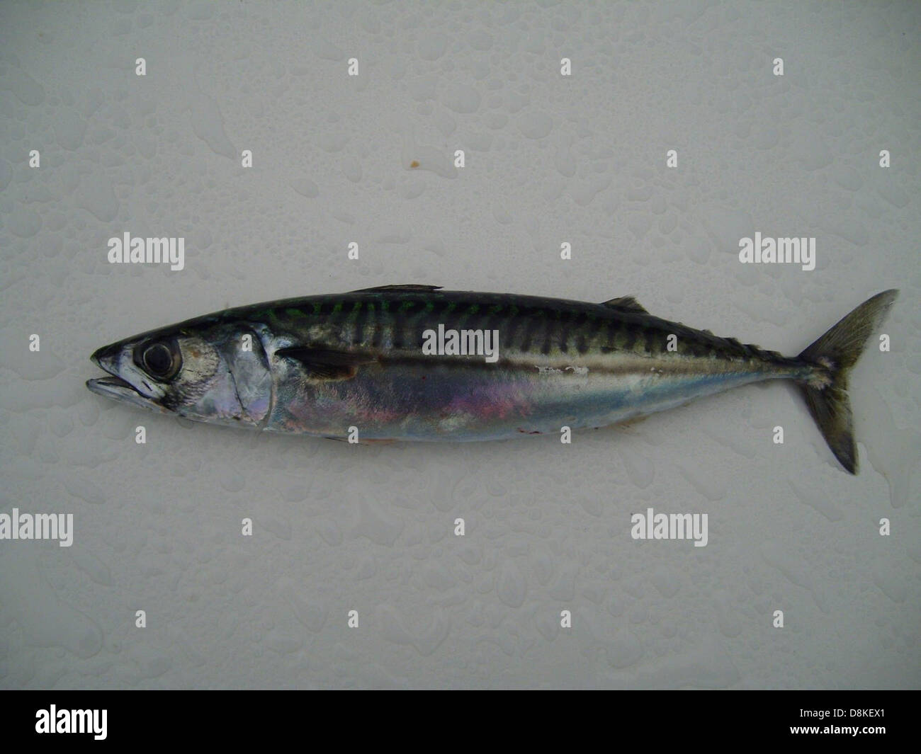 Fish scomber scombrus. Stock Photo