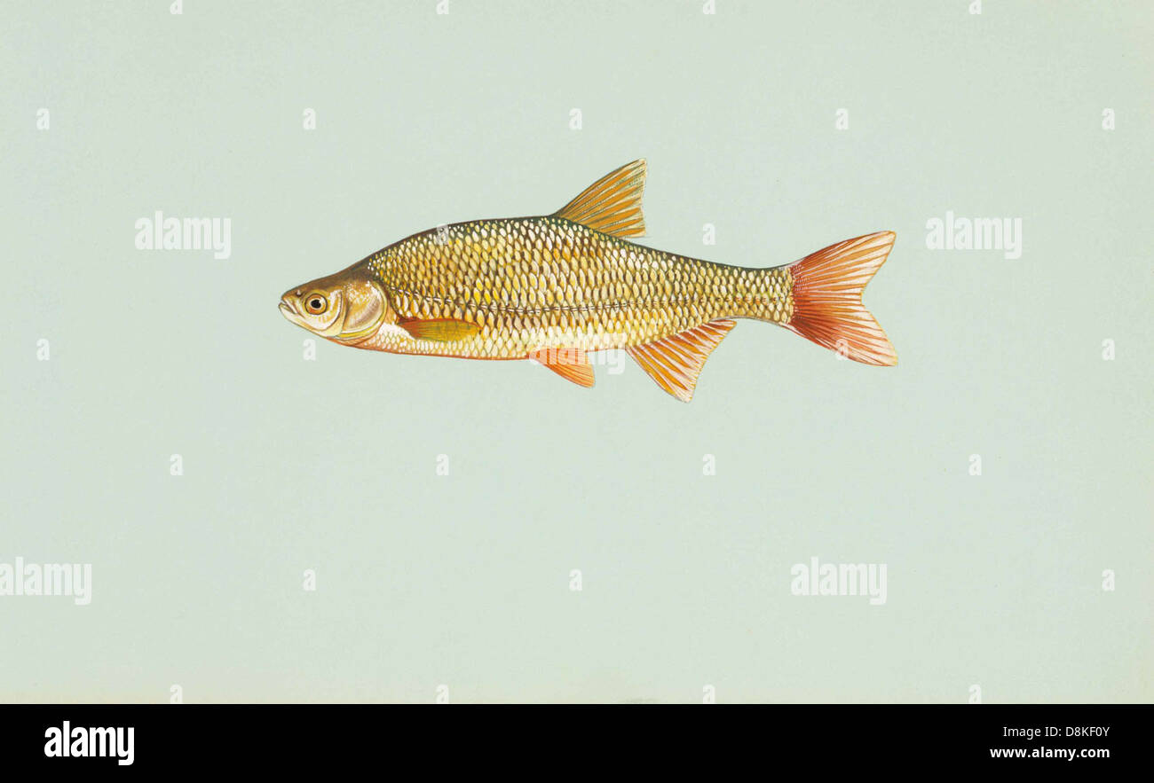 Golden shiner fish notemigonus crysoleucas. Stock Photo