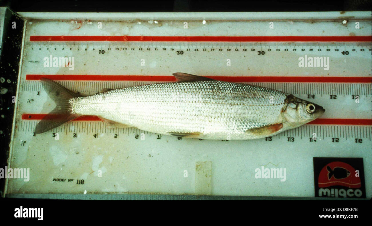 Least cisco coregonus sardinella. Stock Photo