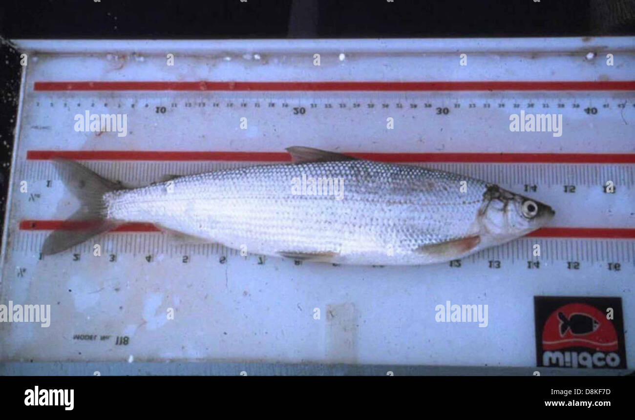 Least cisco fish coregonus sardinella Stock Photo - Alamy