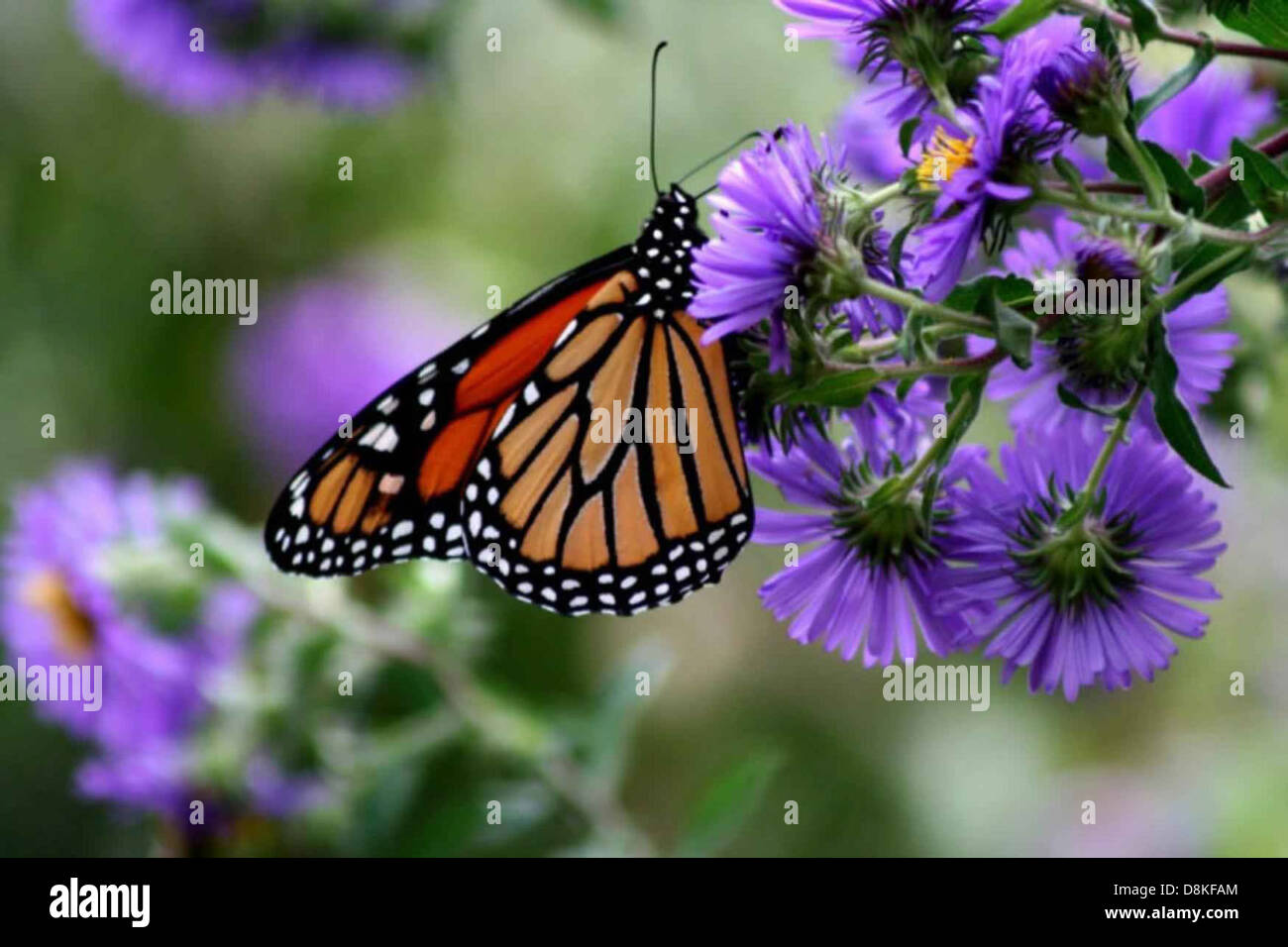 Monarch butterfly insect danaus plexippus on purple flower Stock Photo ...
