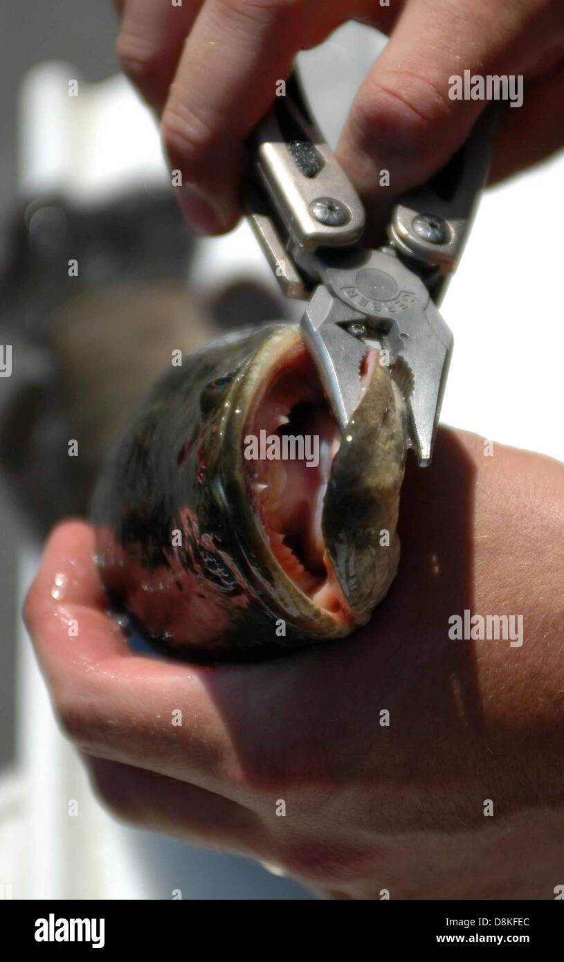 Northern snakehead fish in hands channa argus. Stock Photo
