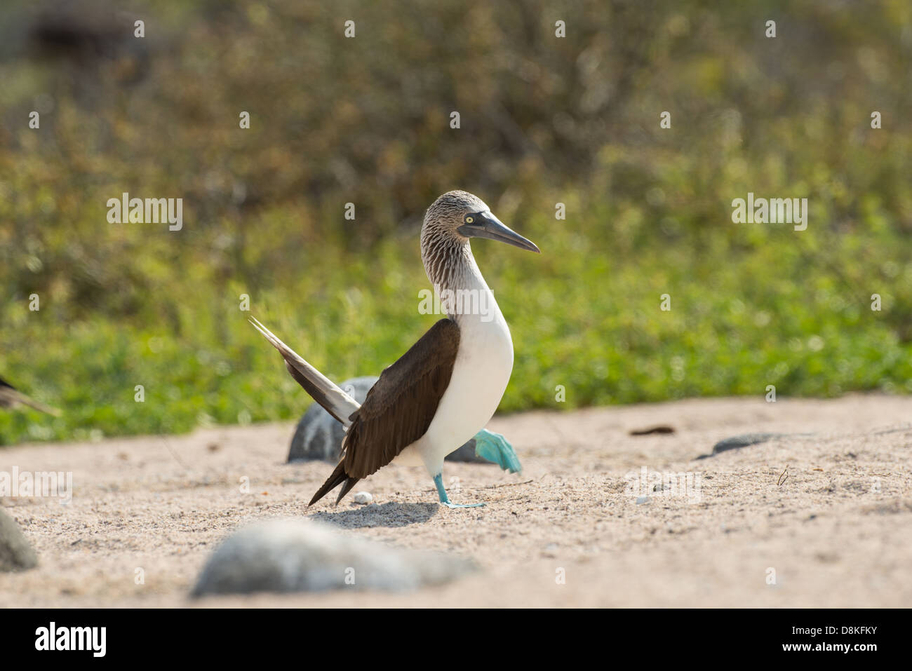 Stock photo of the breeding display of a blue footed booby, North Seymour Island, Galapagos Stock Photo