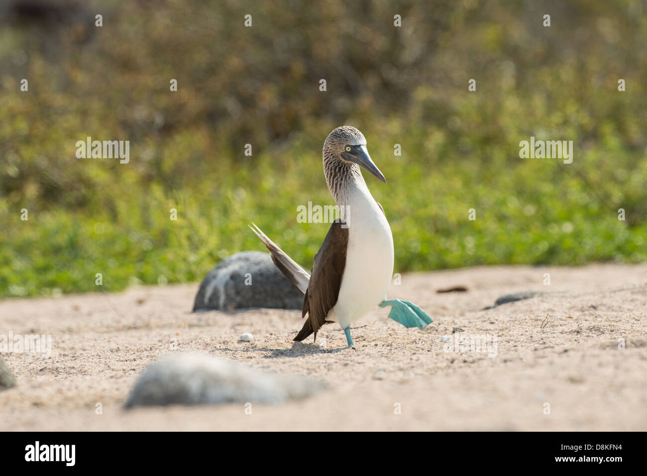 Stock photo of the breeding display of a blue footed booby, North Seymour Island, Galapagos Stock Photo