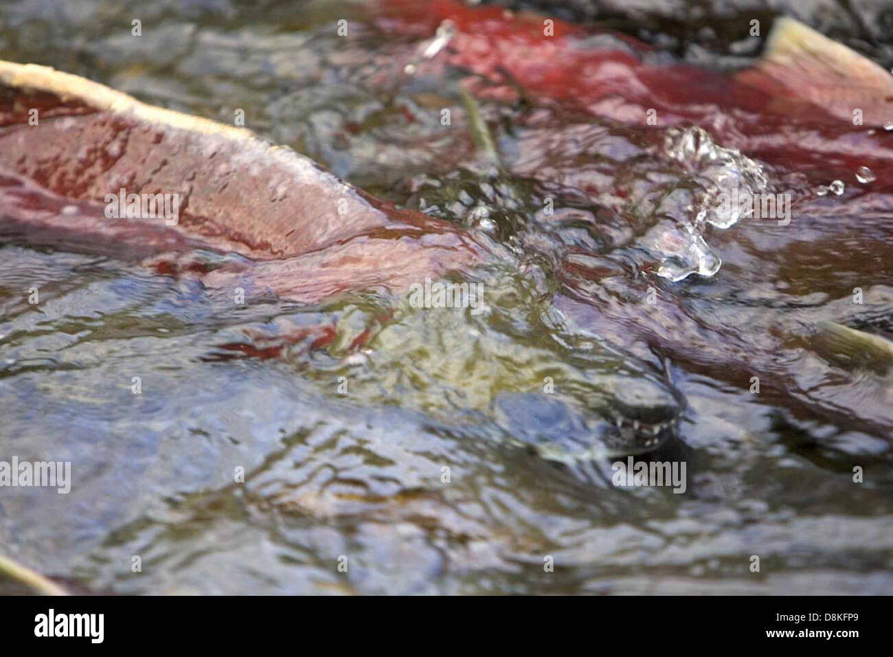 Salmon in stream water Stock Photo Biology Diagrams