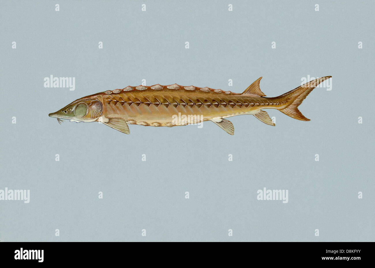 Shortnosed sturgeon fish acipenser brevirostrum. Stock Photo