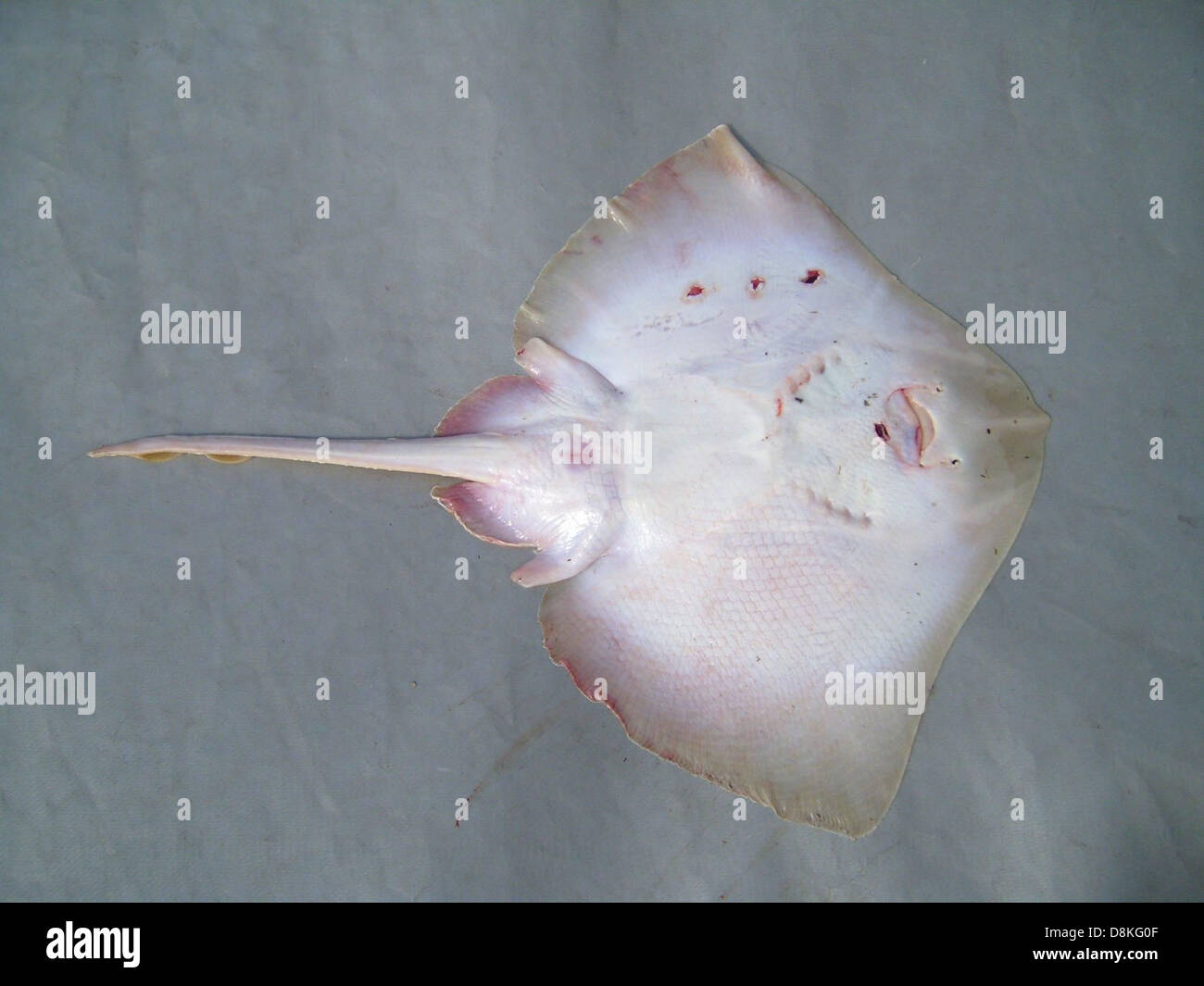 This image shows a skate ray a flat bodied marine creature gliding