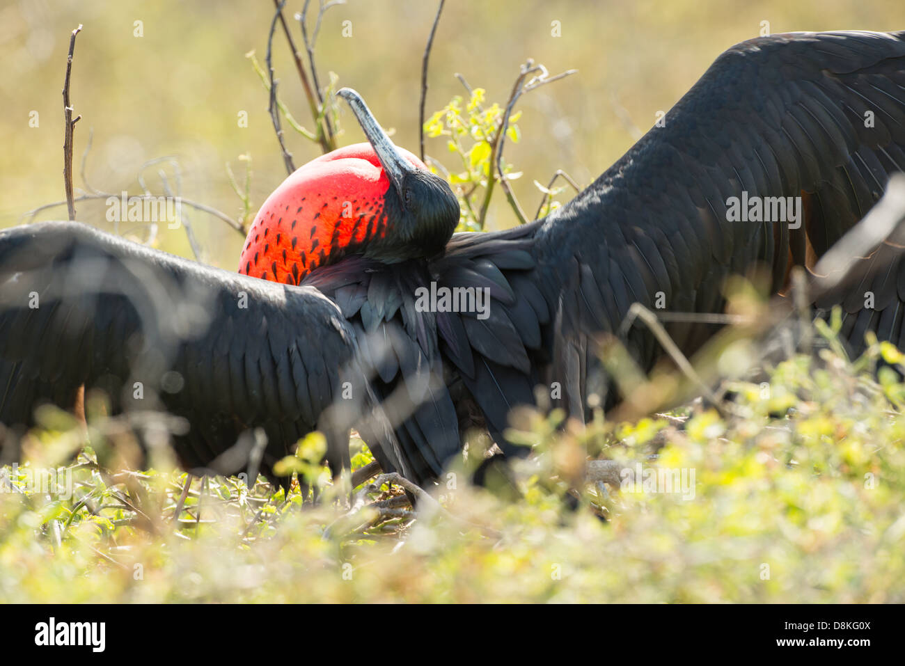 stock photo of a male magnificent frigate bird in breeding display on Espanola Island, Galapagos Stock Photo