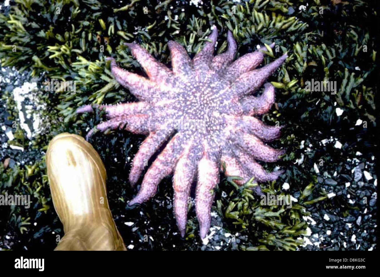 Sunflower starfish pycnopodia helianthoides Stock Photo Alamy