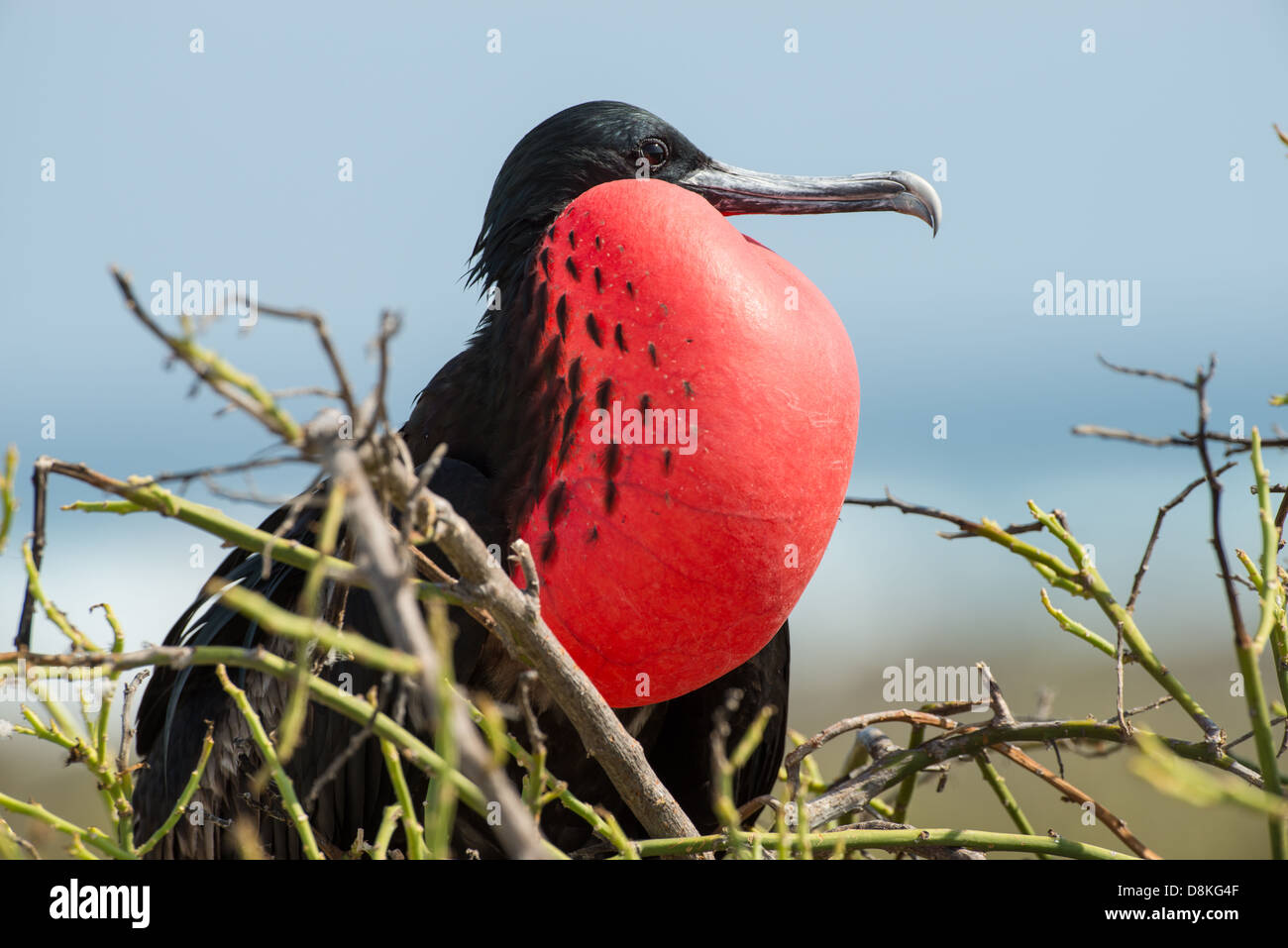 stock photo of a male magnificent frigate bird in breeding display on Espanola Island, Galapagos Stock Photo