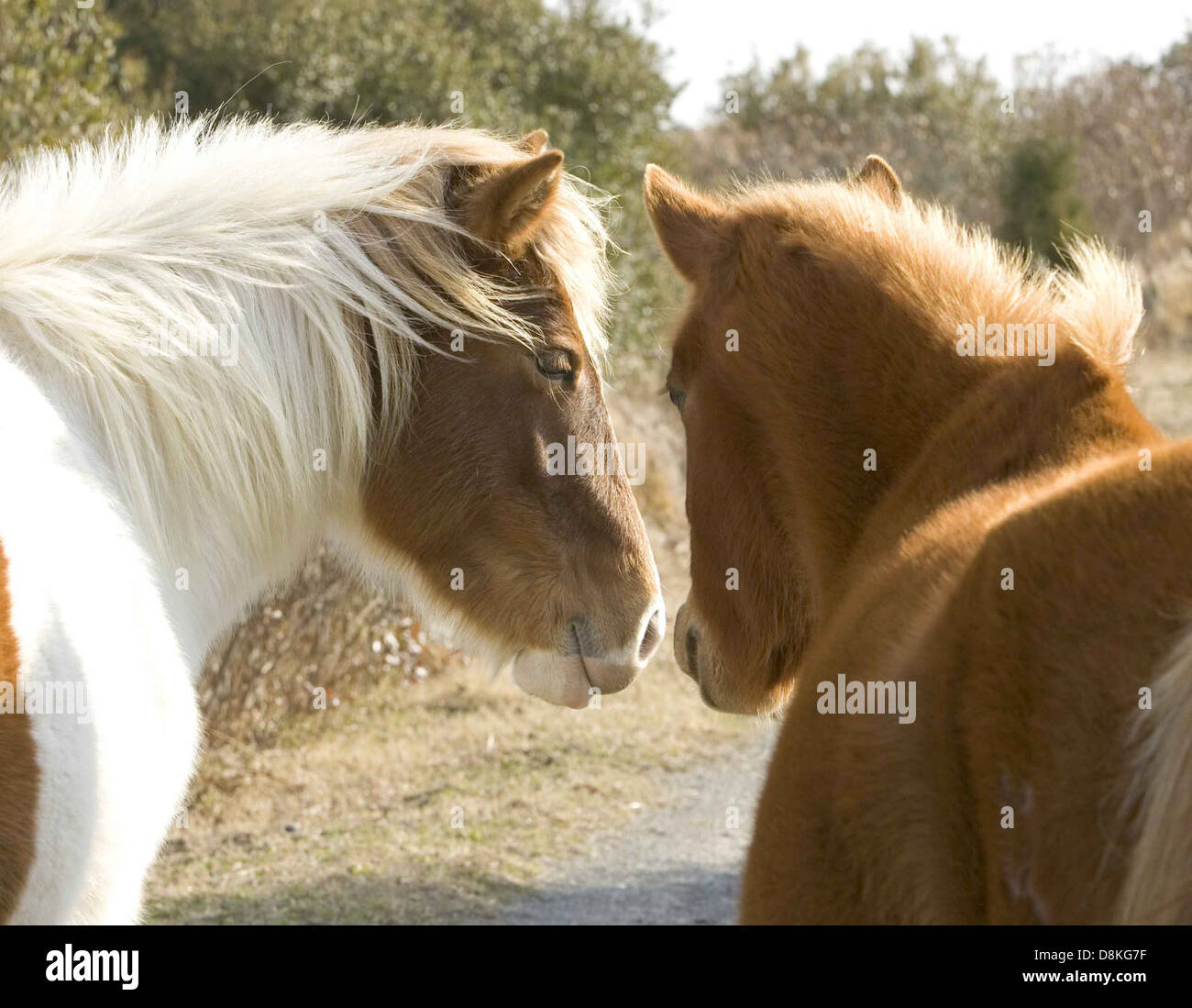Two wild horses stand closely together equus ferus Stock Photo Alamy