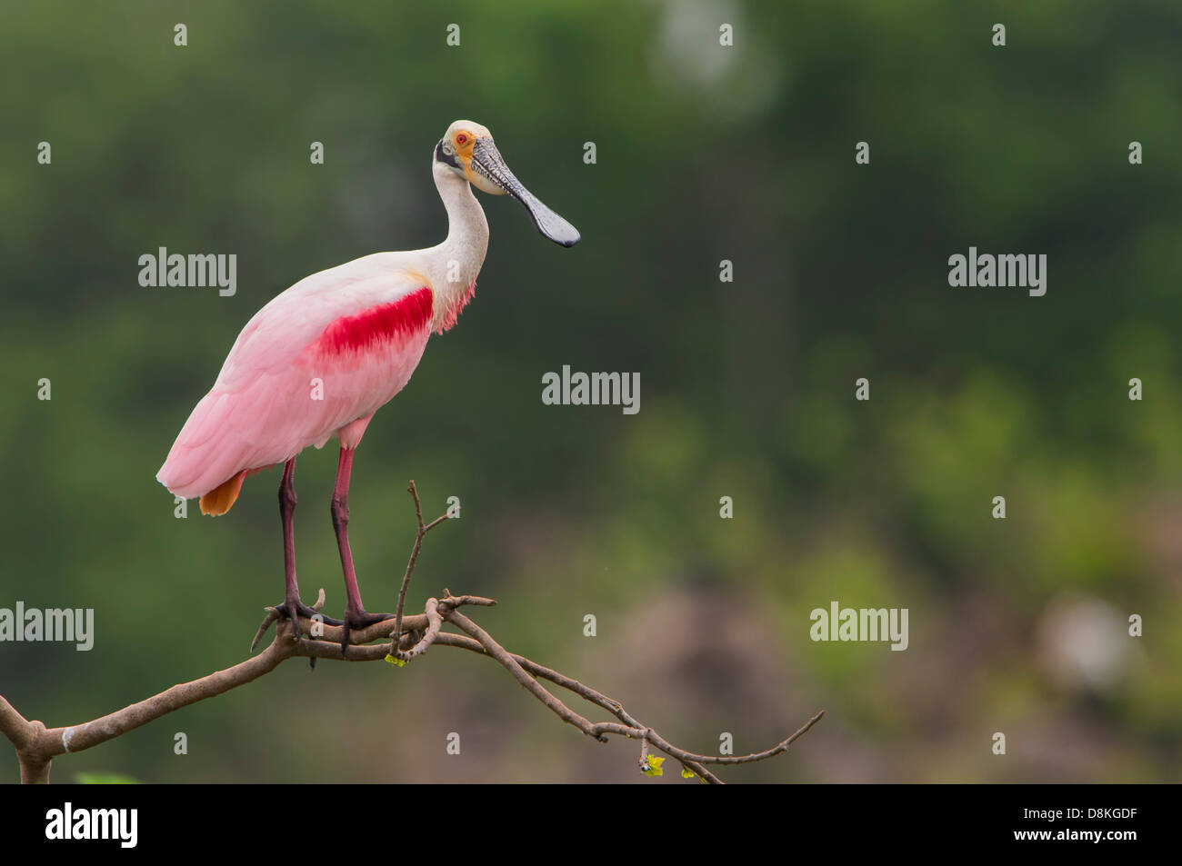 A roseate spoonbill (Platalea ajaja) poses on a branch, High Island, Texas Stock Photo