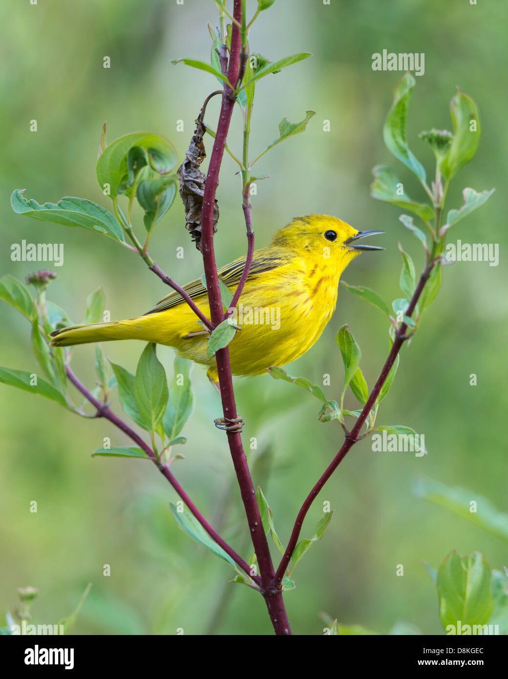 A singing yellow warbler (Dendroica petechia) male, Missoula, Montana Stock Photo