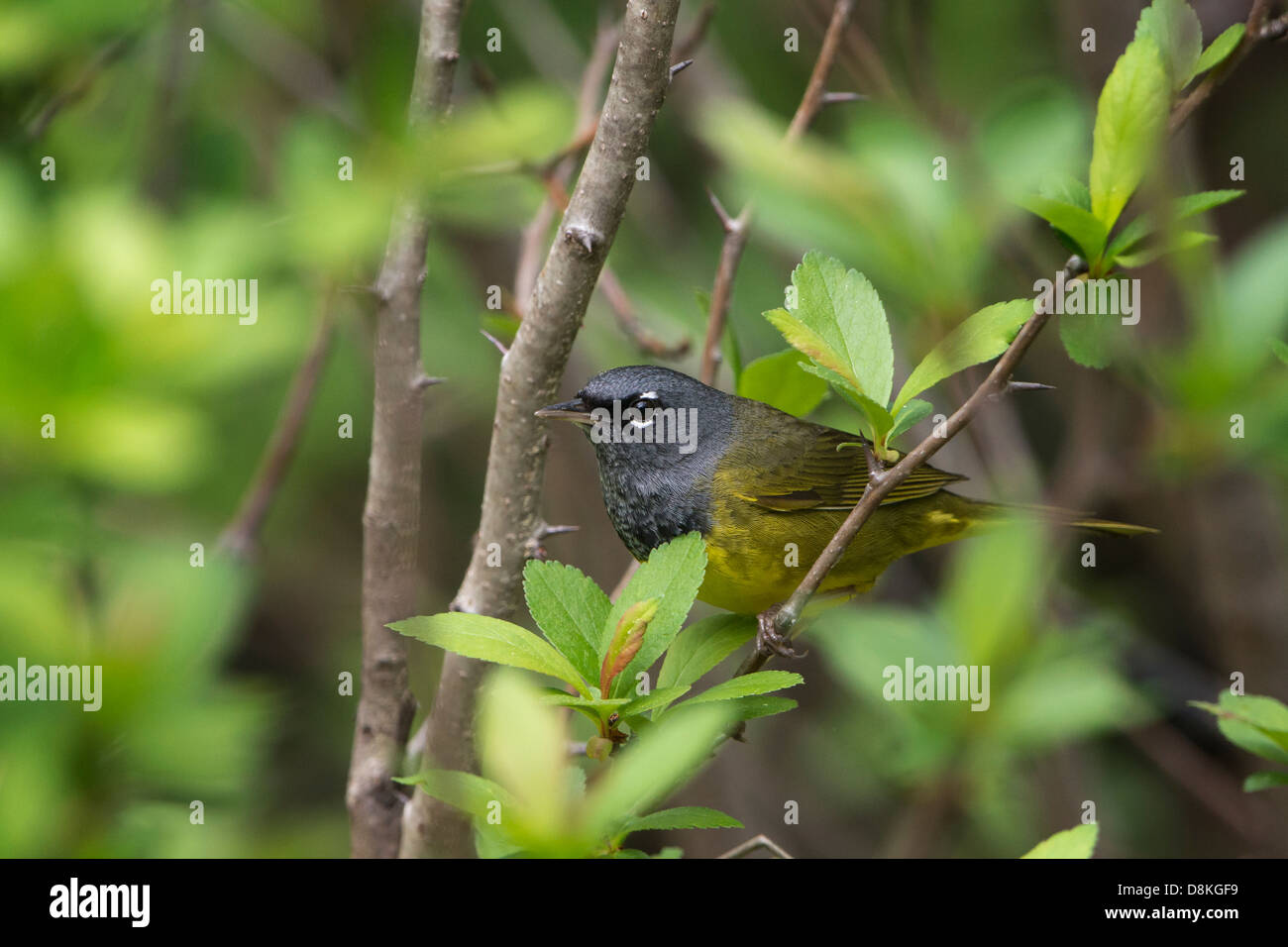 MacGillivray's Warbler (Oporornis tolmiei) in a willow tree, Clearwater National Forest, Idaho Stock Photo