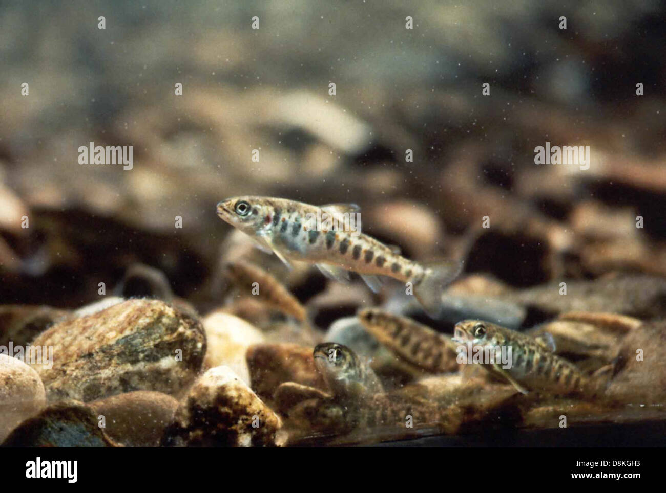 An Atlantic Salmon Parr Of The Machias River In Eastern Maine Stock an-atlantic-salmon-parr-of-the-machias-river-in-eastern-maine-stock