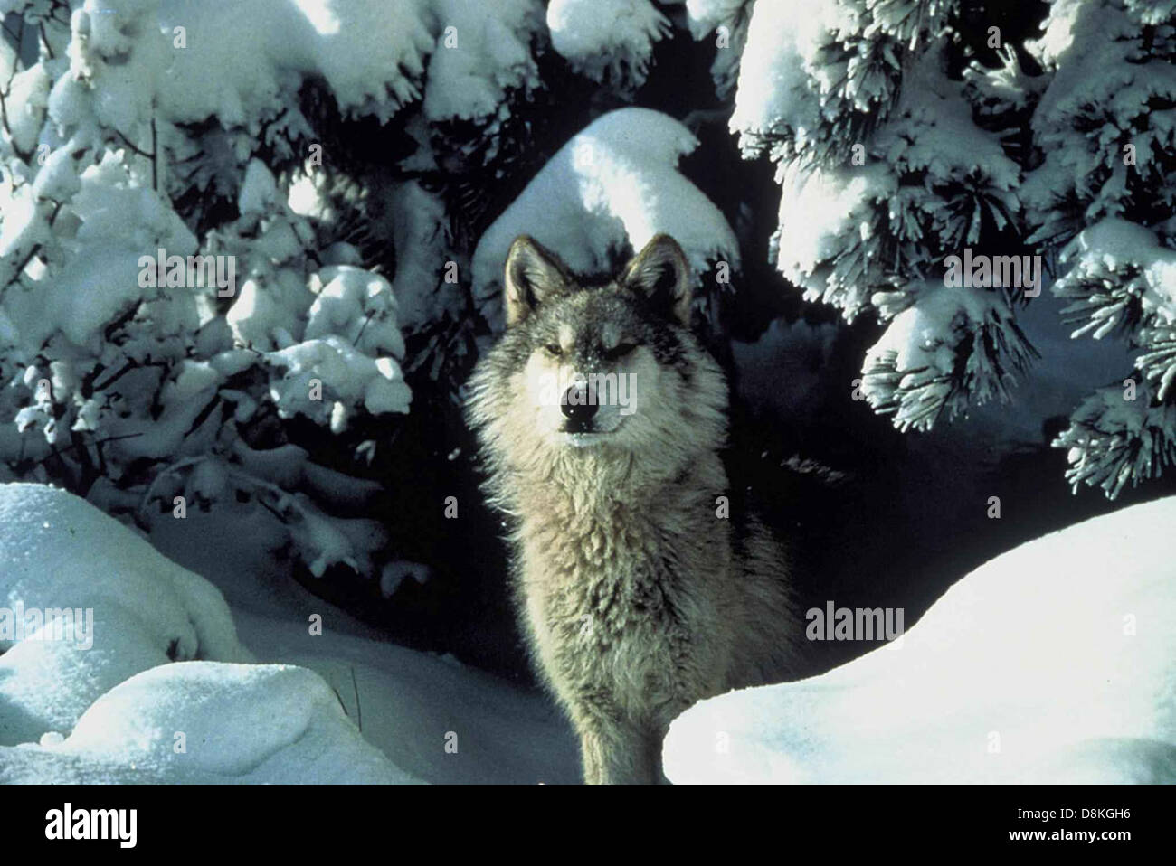 An endangered gray wolf is shown peering out from a snow-covered shelter, highlighting its striking features. The image captures the wolf's watchful gaze against a cold, wintery backdrop, underscoring the importance of conservation efforts for this species. Stock Photo