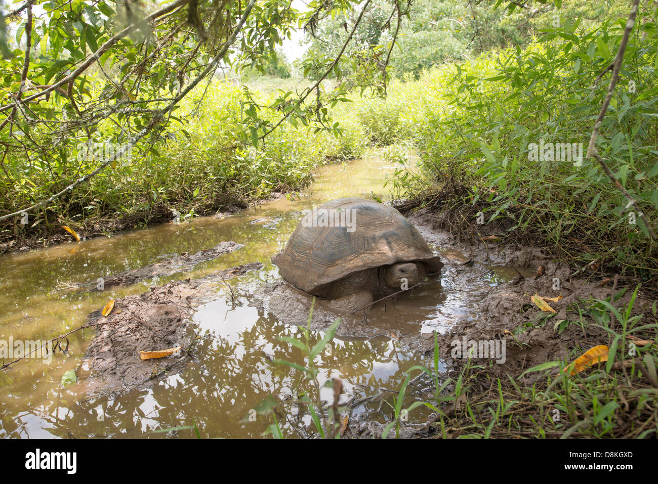 Stock photo of a galapagos giant tortoise in the Santa Cruz highlands. Stock Photo