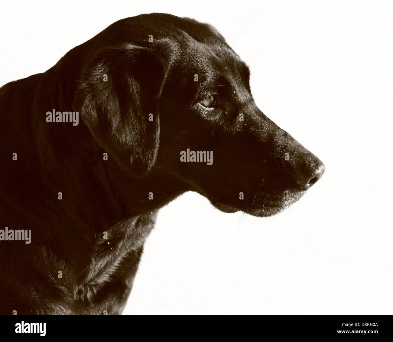 Black lab dog sephia Stock Photo Alamy