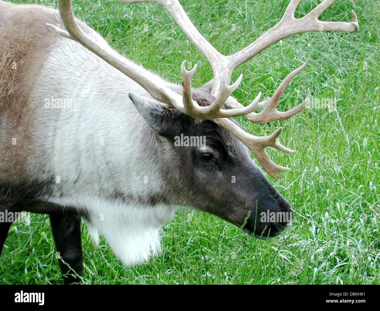 This close-up image captures the head of a caribou, showcasing its ...