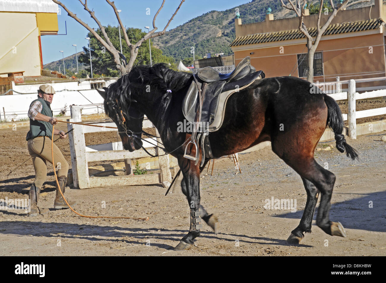Stoerrisches Pferd Stock Photo