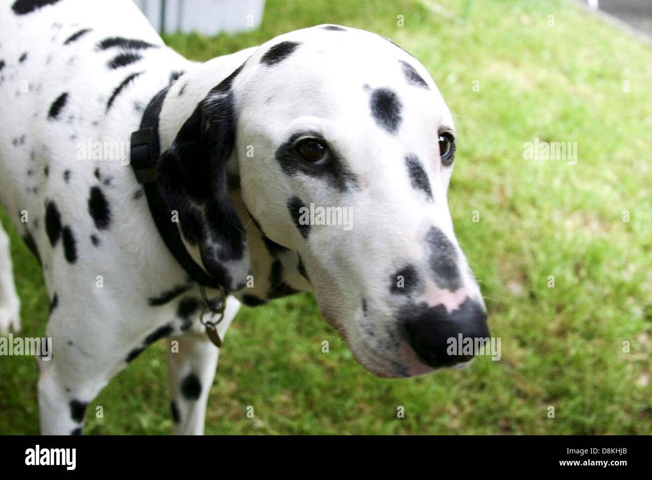 Showcasing unique traits hi-res stock photography and images - Alamy