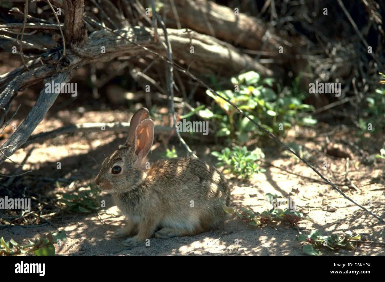 The desert cottontail rabbit (Sylvilagus audubonii) is a small mammal ...