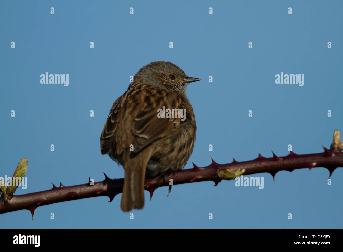 Dunnock (Prunella modularis) perched on a blackberry stem Stock Photo
