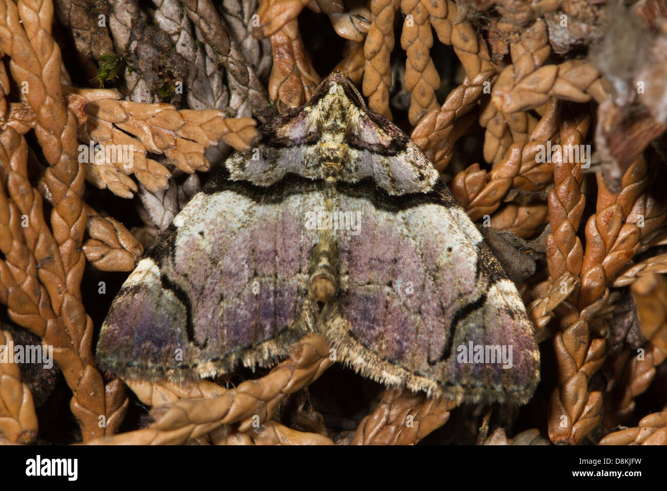 The Streamer (Anticlea derivata) - A Geometrid moth Stock Photo