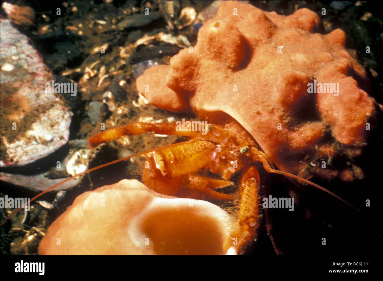 Hermit crab in hermit crab sponge pagurus impressus. Stock Photo