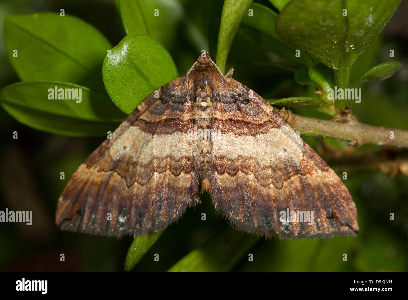 Shoulder Stripe Moth (Anticlea badiata) resting on a privet branch Stock Photo