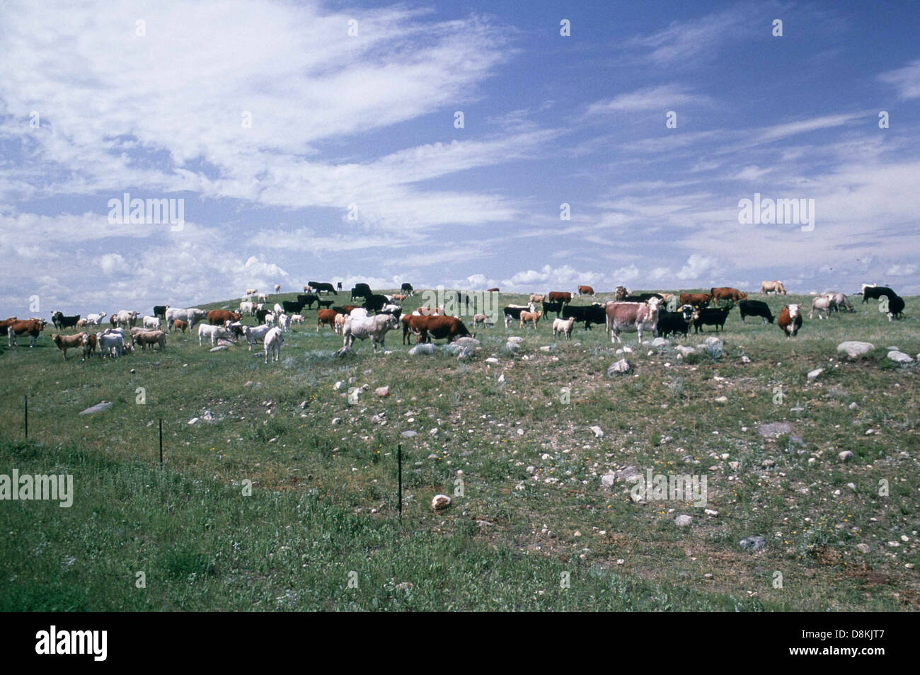 This image shows a large herd of cattle grazing in a field ...